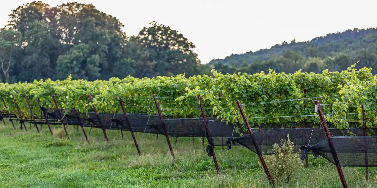vineyard at harvest
