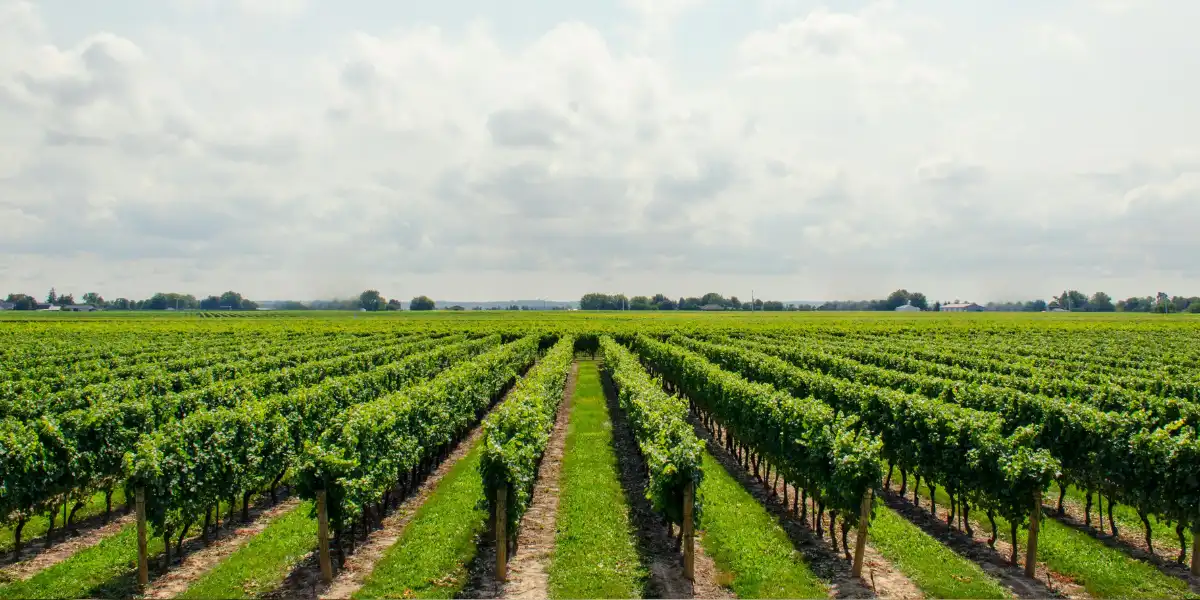 Doukénie winery vineyard