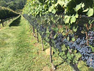 grape vines